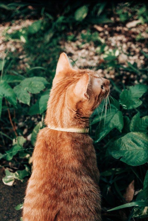 les nouvelles idées d'aménagement pour intégrer un coin jardin dans votre balcon