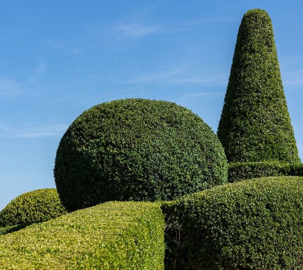 Quelles sont les meilleures plantes pour créer un jardin de contemplation ?