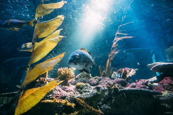 Déménagement avec un aquarium volumineux : Conseils pour le transport sans risque