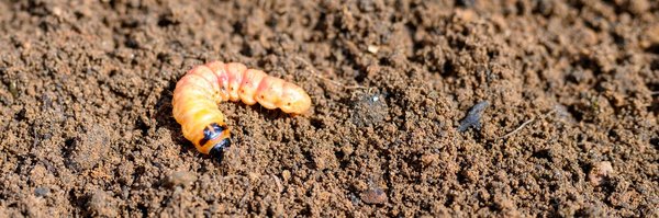 Comment se débarrasser des insectes xylophages ?